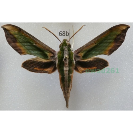 Pergesa acteus (Cramer, 1779) ex. ovo Thailand 66mm68b